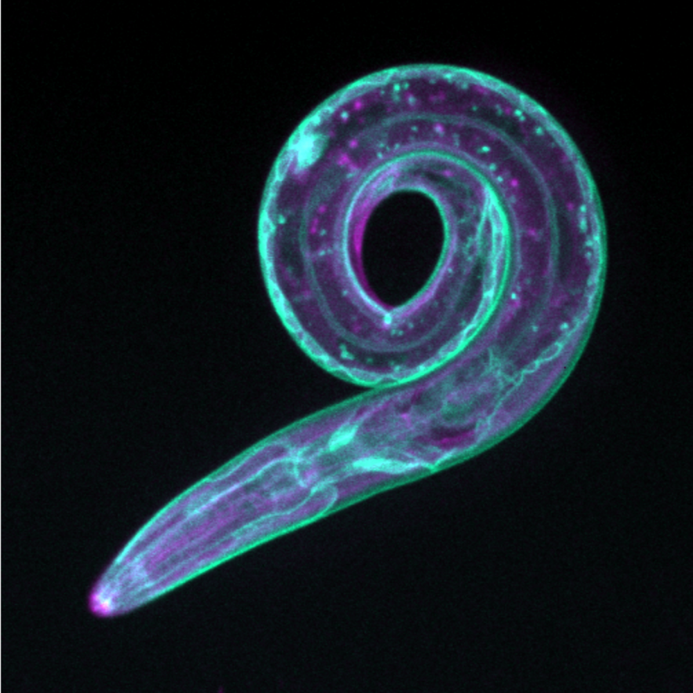 15-elegans_recouvreux 15-elegans_recouvreux