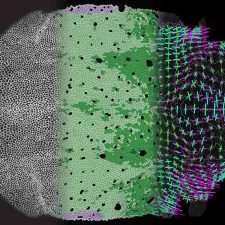 Caractérisation de la morphogenèse du thorax dorsal d'une mouche drosophile, au cours de sa métamorphose. Cette image illustre la méthode développée pour caractériser l’évolution de la géométrie et de la topologie des 9000 cellules composant le thorax dorsal au cours de son développement et d'observer les 17000 divisions cellulaires qui s'y sont déroulées. A gauche, les contours des cellules sont observés en microscopie. Au centre, ils ont été digitalisés, et les cellules suivies pendant le développement. Les tons de vert indiquent le nombre de divisions de chaque cellule; les cellules noires correspondent aux soies. A droite, les contributions des changements de forme (cyan) ,des divisions (vert) et des intercalations (magenta) cellulaires à la déformation du tissu sont représentées par des barres indiquant leur importance et leur orientation.