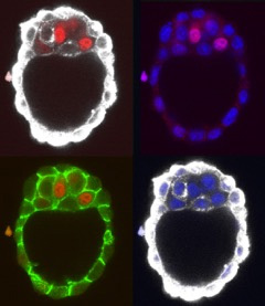 Embryon de souris préimplantatoire