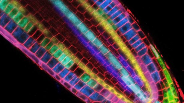Méristème racinaire d’Arabidopsis thaliana