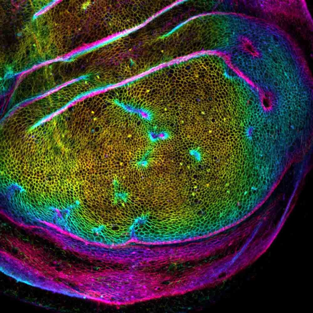 Crédit : Romain Levayer, Levayer lab Wing imaginal disc with z depth encoded in colour with invaginating clones (activation of MyoII) (from Romain Levayer)