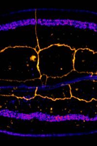 Crédit : Grégoire Michaux, Michaux lab Embryon de C. elegans