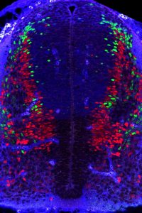 Crédit : Melanie Roussat, Pituello lab Coupe transversale de tube neural murin à E11.5. Immunomarquage Pax2 en rouge (neurones dorsaux inhibiteurs), Tlx3 en vert (neurones dorsaux excitateur), Pax7 en bleu (progéniteurs dorsaux).