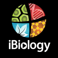 ibiology ibiology