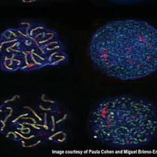 MeiosisinQ MeiosisinQ