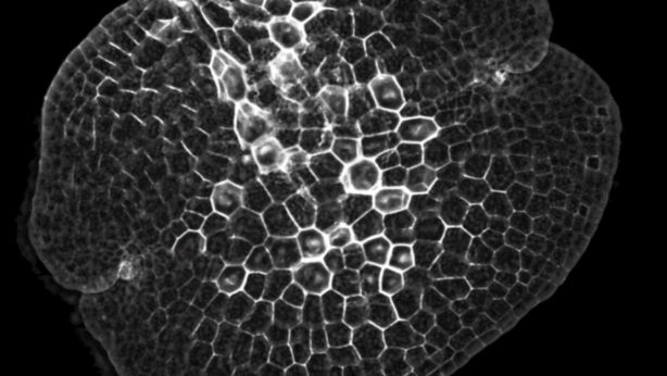 Marchantia